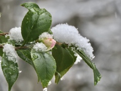 雪に覆われた