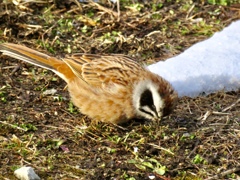 今日出会った野鳥5