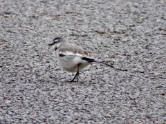 鳥納め3