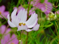 コスモスの花２