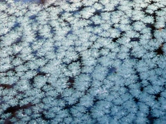 フロントガラスの氷