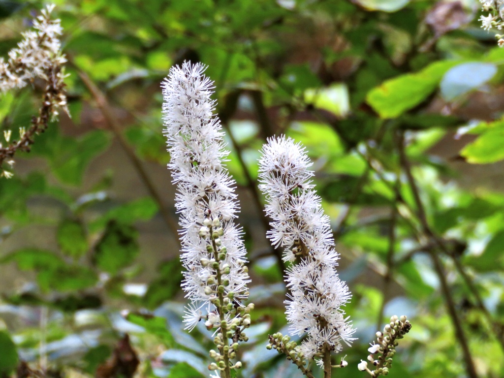 サラシナショウマの花
