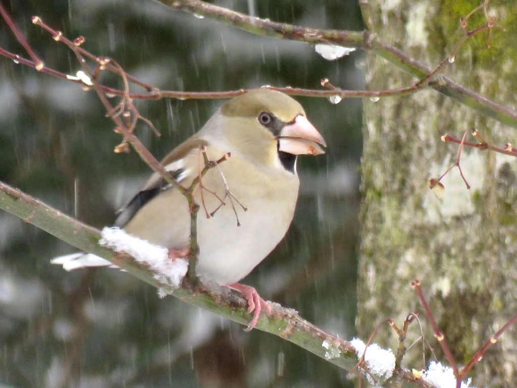 雪の降りしきる中