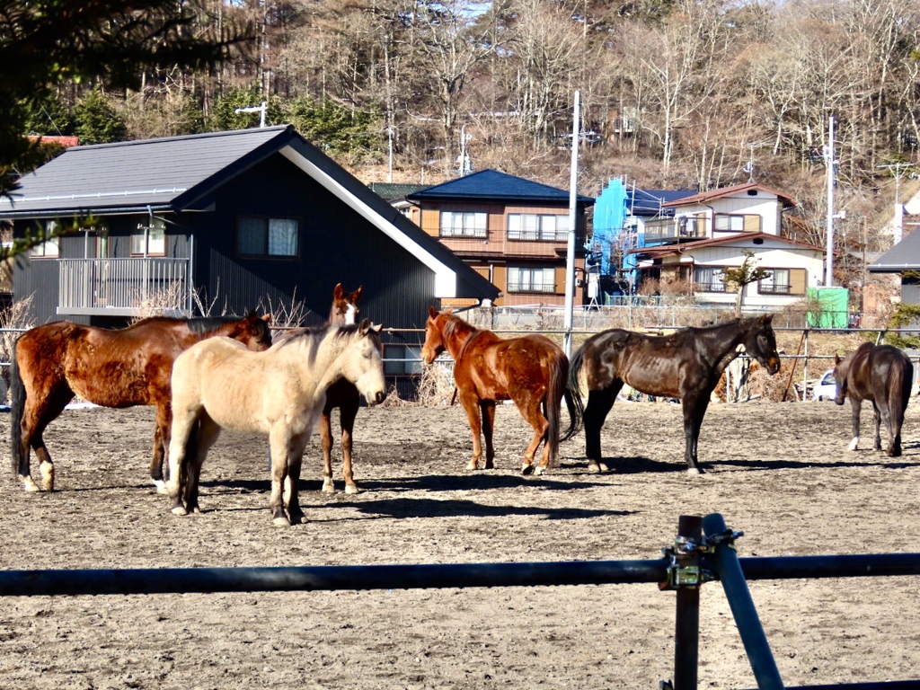 馬達の日光浴