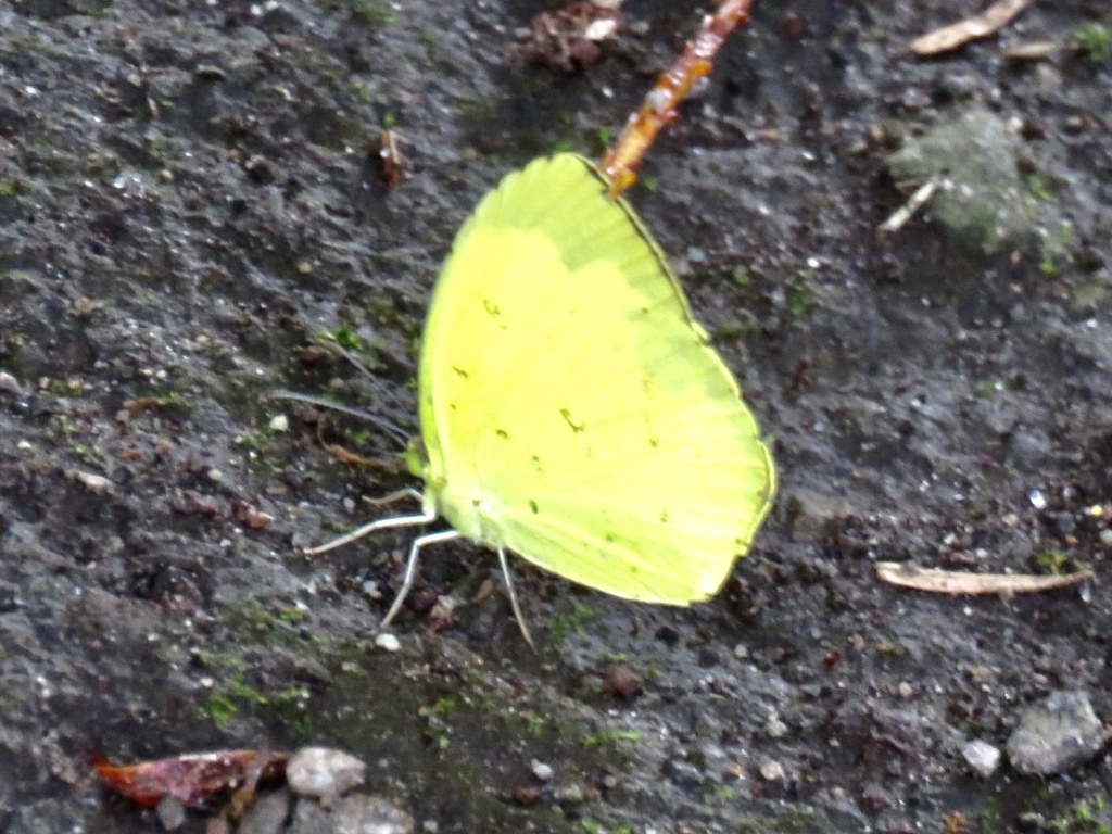 キタキチョウ
