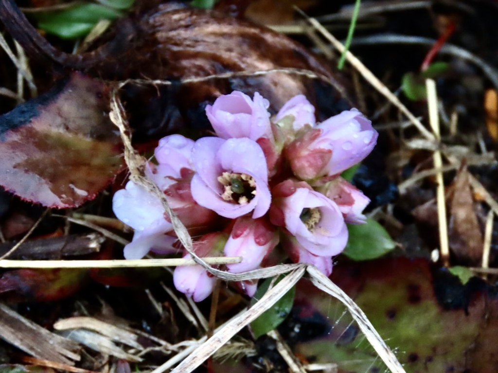 ヒマラヤユキノシタの花