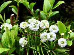 蜆花