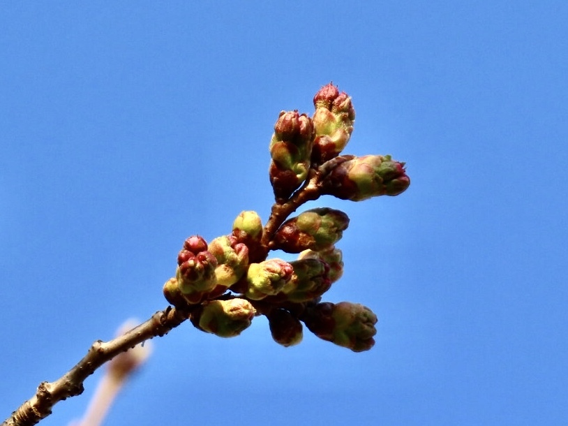 軽井沢の桜