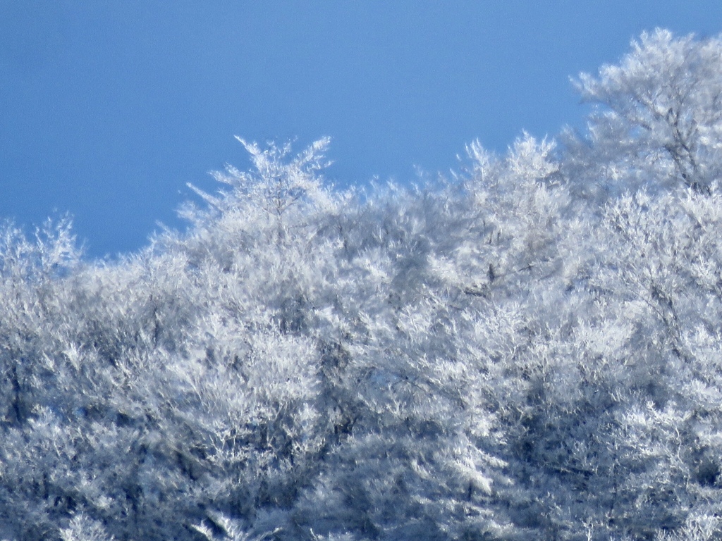 雪と霧氷