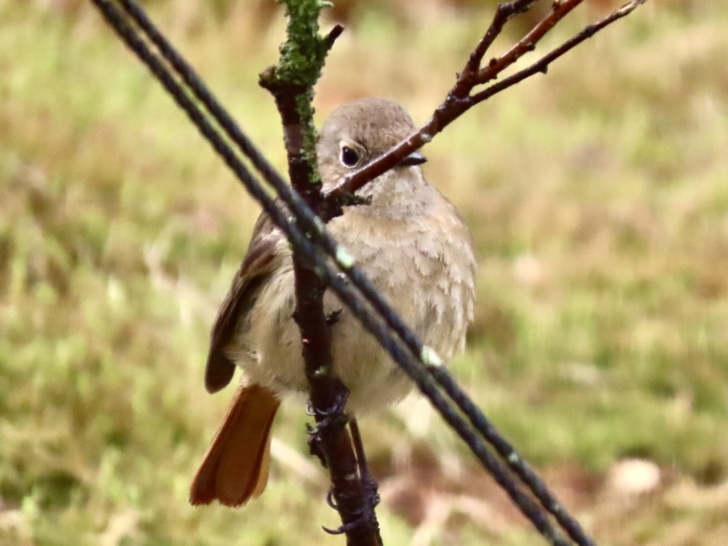 庭に来た野鳥