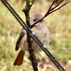 庭に来た野鳥