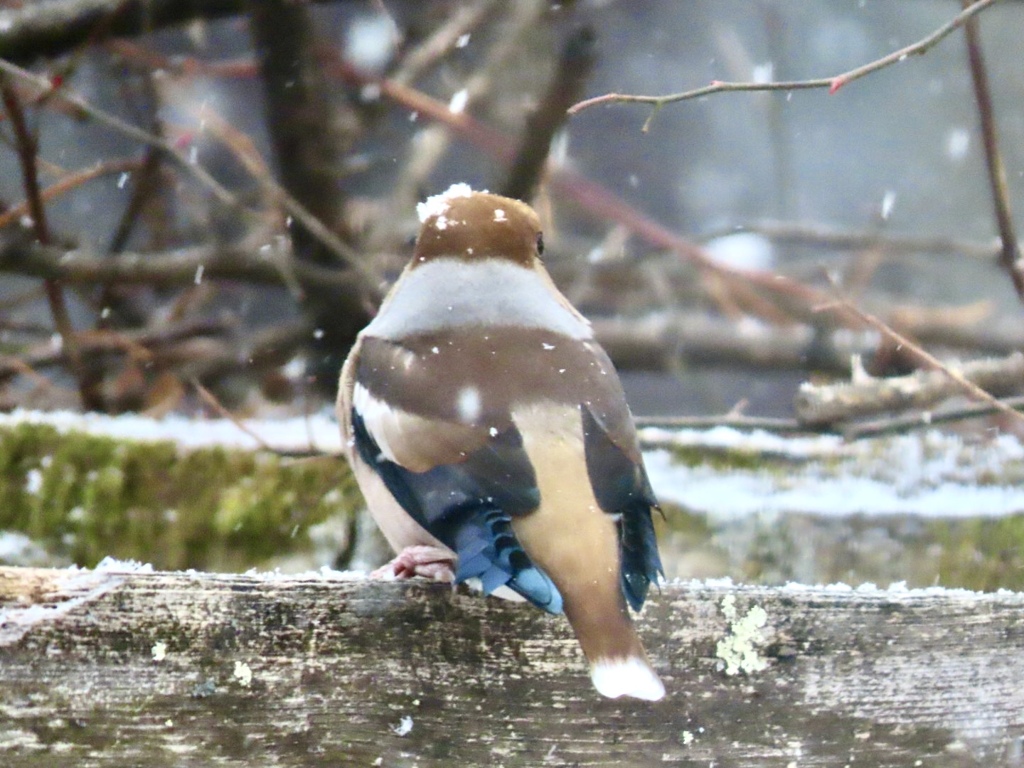 雪の中のシメ①