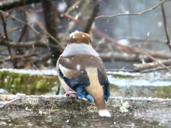 雪の中のシメ①