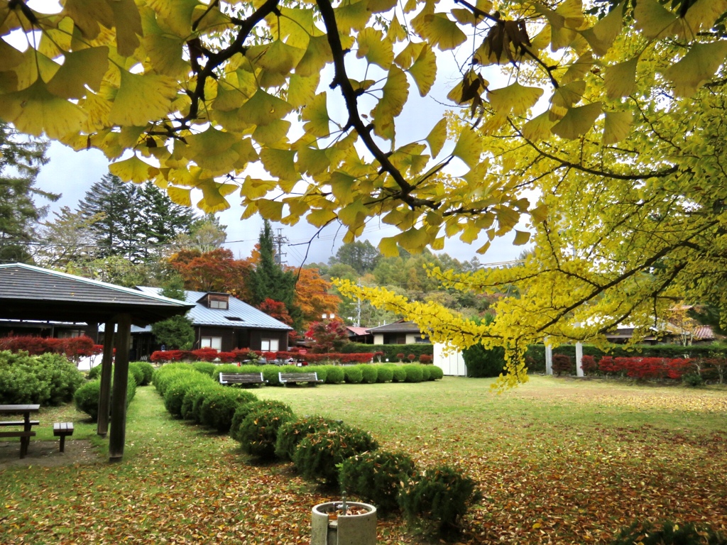 近所の紅葉1