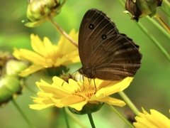 ヒカゲチョウ