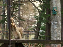 一匹が落花生をかじり始めると