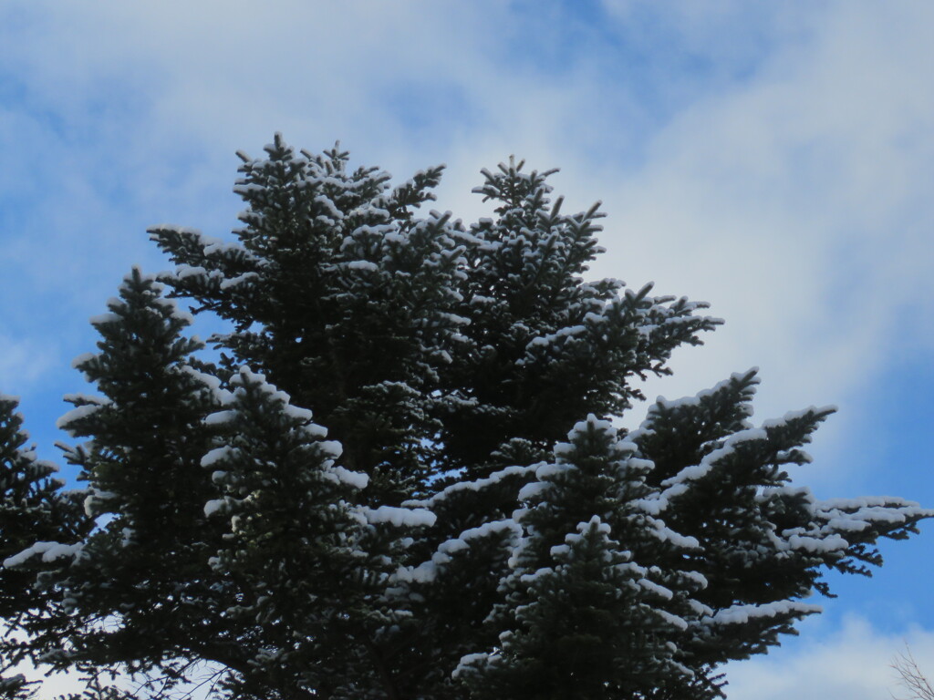 18日朝の庭の木2