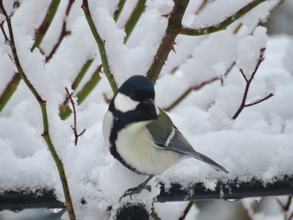 雪の中のシジュウカラ