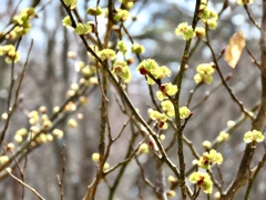 開花②