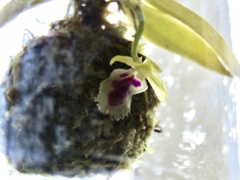 bottled orchid 2