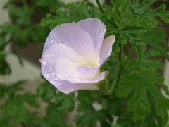 雨に濡れたブルーハイビスカス