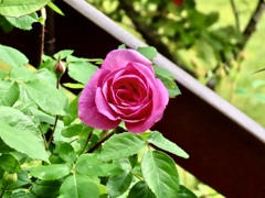I殿堂入りの薔薇