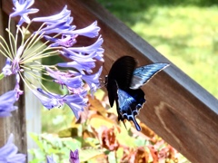 ミヤマカラスアゲハ①