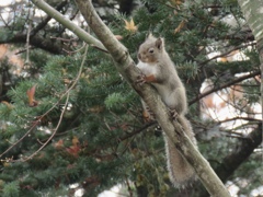 モミジの枝に