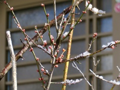 梅の蕾