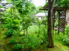 雨の庭3
