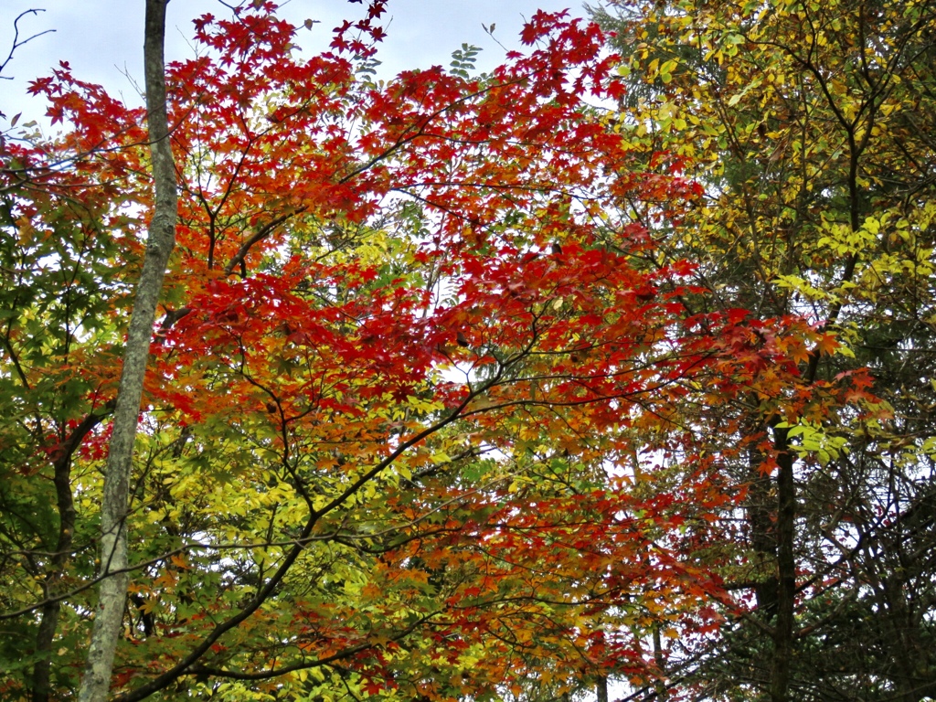 近所の紅葉5