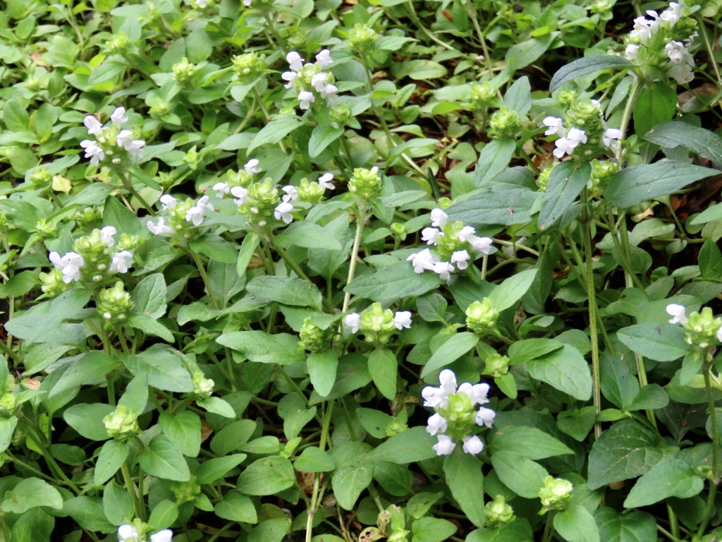 この花の名前は？