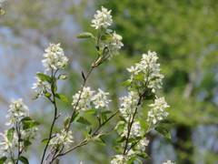庭のジューンベリーの花