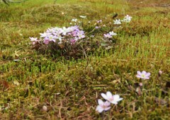 庭の苔と雪割草
