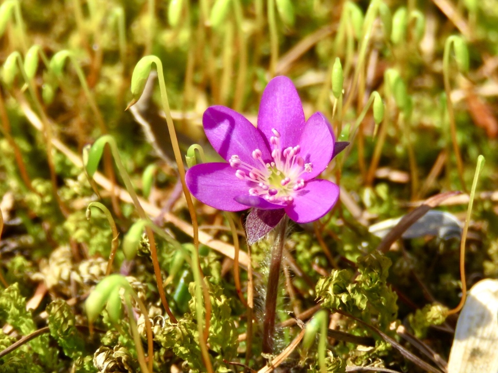 庭の花3