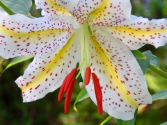 庭の開花直後のヤマユリ