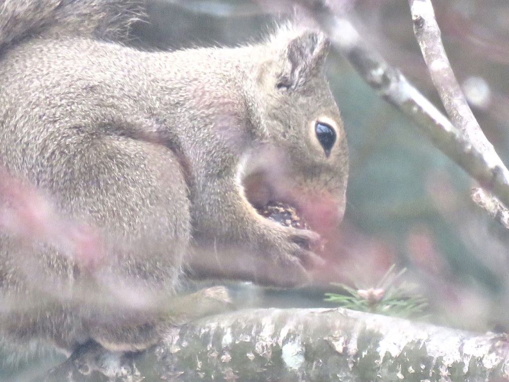 貯食探し3