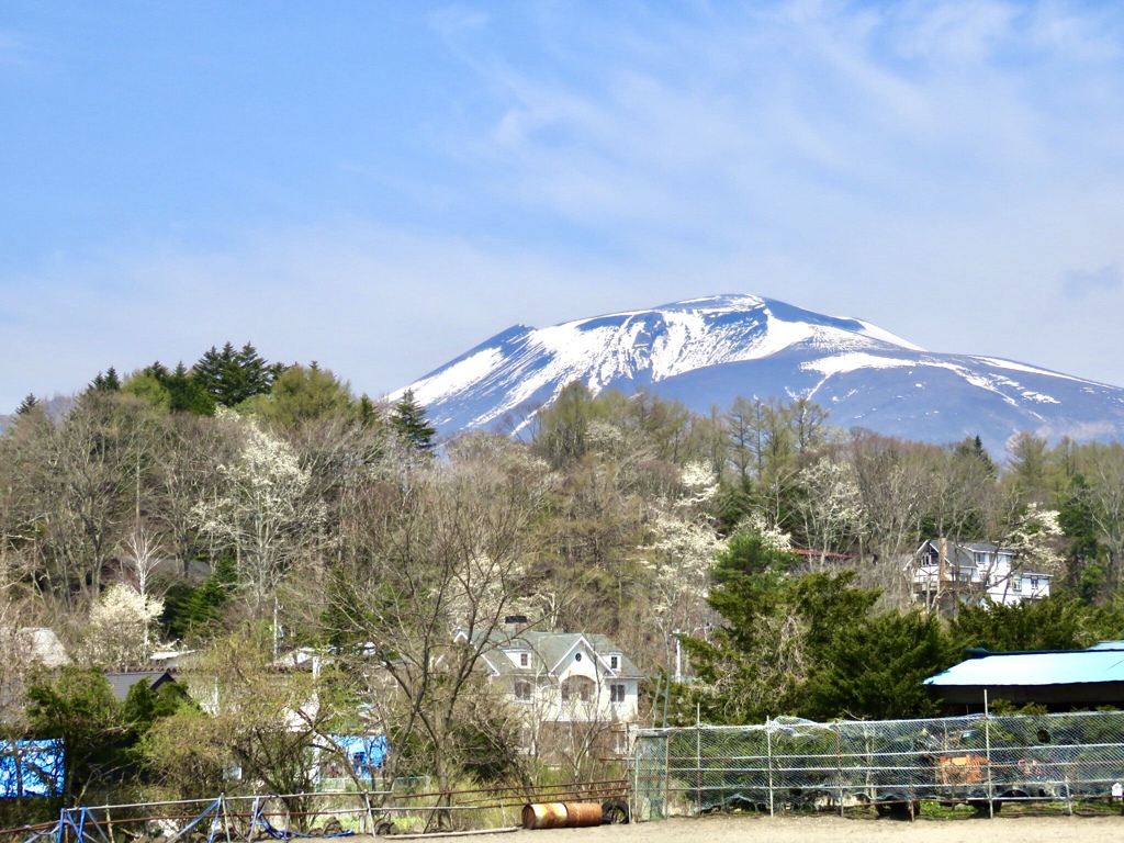 コブシと浅間山