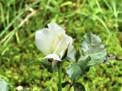 庭の薔薇7