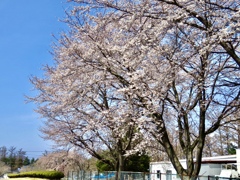 畜産改良センター横の桜