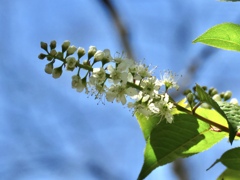 白い花17