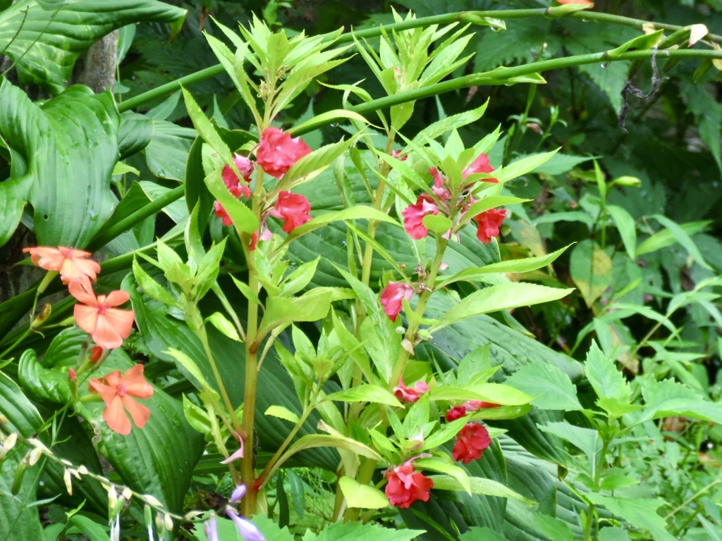 鳳仙花