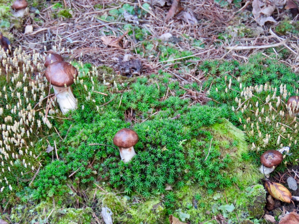 苔の間から