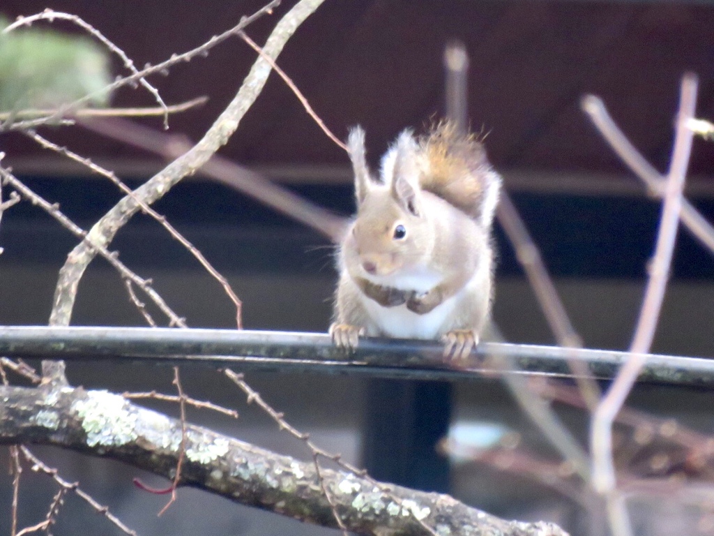 庭のリス2