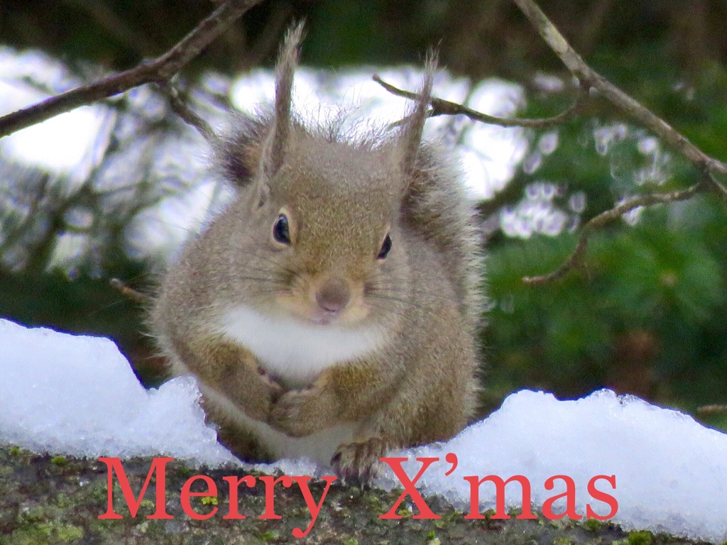 メリークリスマス