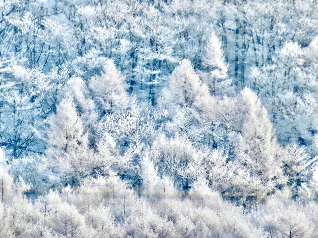 霧氷