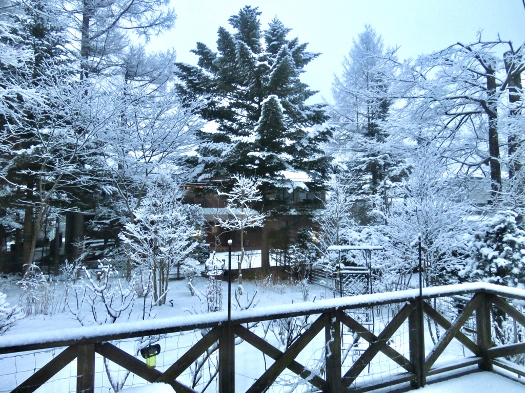 今朝の雪