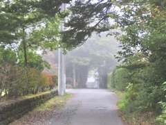 霧の散歩道
