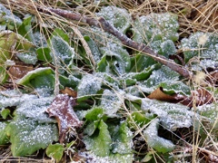 雪化粧
