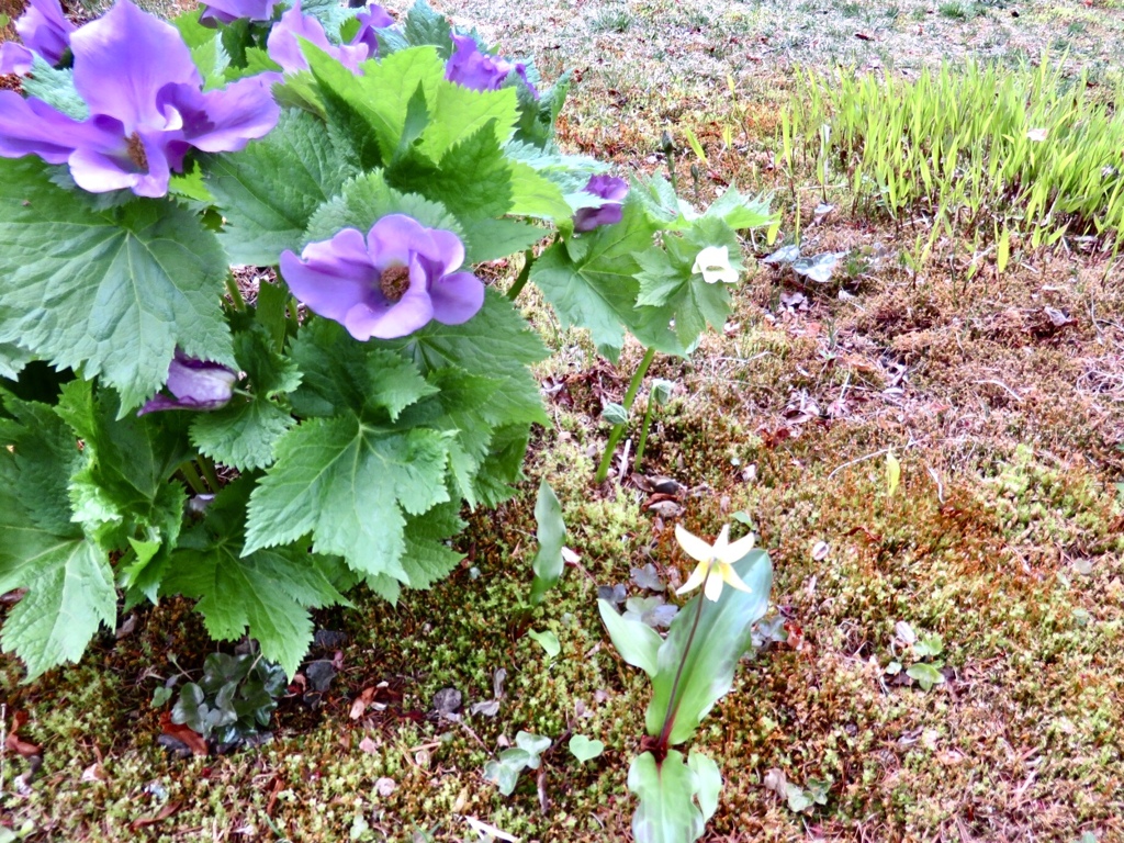 庭の山野草